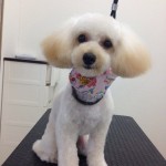 プードル　りんちゃん２６７